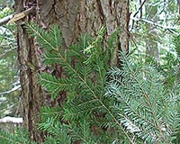 Eastern Hemlock